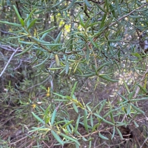 Persoonia mollis subsp. ledifolia at Morton National Park - 3 Mar 2024 09:58 AM