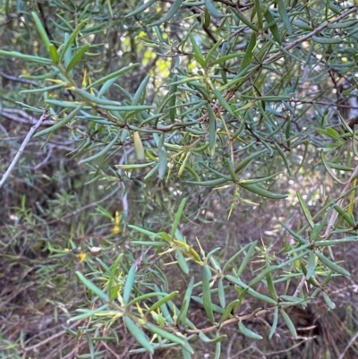 Persoonia mollis subsp. ledifolia at Robertson, NSW - 2 Mar 2024 by Tapirlord