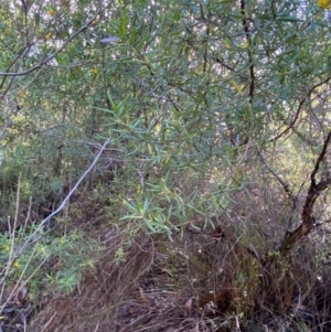 Persoonia mollis subsp. ledifolia at Morton National Park - 3 Mar 2024 09:58 AM