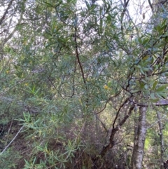 Persoonia mollis subsp. ledifolia at Morton National Park - 3 Mar 2024 09:58 AM