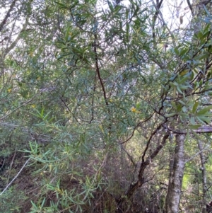Persoonia mollis subsp. ledifolia at Morton National Park - 3 Mar 2024