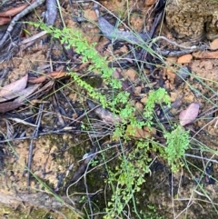 Lindsaea microphylla (Lacy Wedge-fern) at Robertson - 2 Mar 2024 by Tapirlord