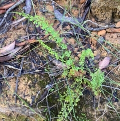 Lindsaea microphylla (Lacy Wedge-fern) at Morton National Park - 3 Mar 2024 by Tapirlord