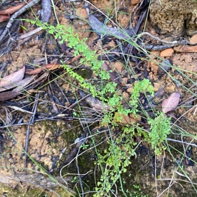 Lindsaea microphylla (Lacy Wedge-fern) at Morton National Park - 3 Mar 2024 by Tapirlord