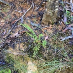 Lindsaea microphylla at Morton National Park - 3 Mar 2024 09:57 AM