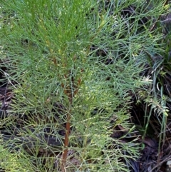 Petrophile pedunculata (Conesticks) at Robertson, NSW - 2 Mar 2024 by Tapirlord