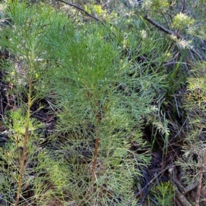 Isopogon anethifolius at Morton National Park - 3 Mar 2024 09:57 AM