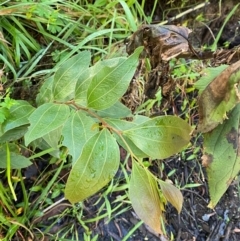 Acacia binervata (Two-veined Hickory) at Robertson, NSW - 2 Mar 2024 by Tapirlord