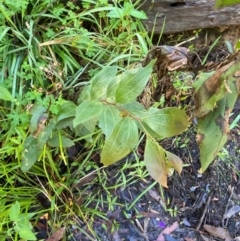 Acacia binervata at Morton National Park - 3 Mar 2024