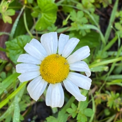 Leucanthemum vulgare (Ox-eye Daisy) at Wingecarribee Local Government Area - 2 Mar 2024 by Tapirlord