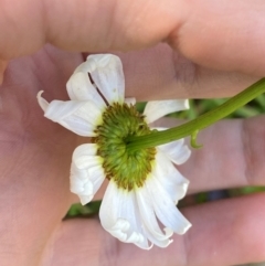 Leucanthemum vulgare at Morton National Park - 3 Mar 2024