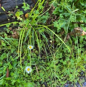 Leucanthemum vulgare at Morton National Park - 3 Mar 2024