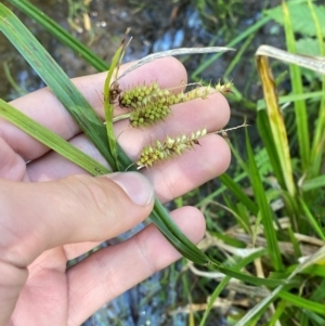 Carex fascicularis at Morton National Park - 3 Mar 2024 09:56 AM