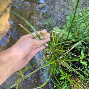 Carex fascicularis at Morton National Park - 3 Mar 2024 09:56 AM