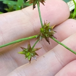 Juncus prismatocarpus at Morton National Park - 3 Mar 2024 09:55 AM