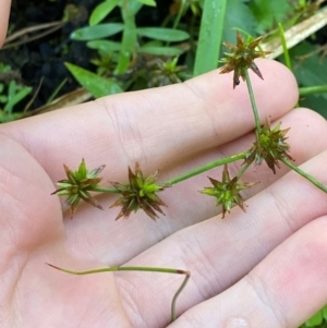 Juncus prismatocarpus at Morton National Park - 3 Mar 2024 09:55 AM