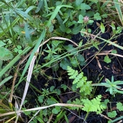 Juncus prismatocarpus at Morton National Park - 3 Mar 2024 09:55 AM