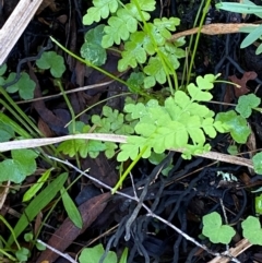 Histiopteris incisa (Bat's-Wing Fern) at Robertson - 2 Mar 2024 by Tapirlord