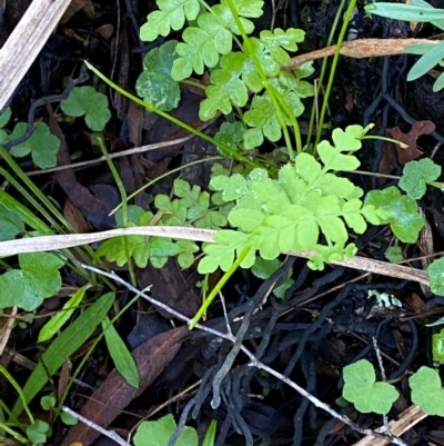 Histiopteris incisa (Bat's-Wing Fern) at Robertson, NSW - 2 Mar 2024 by Tapirlord