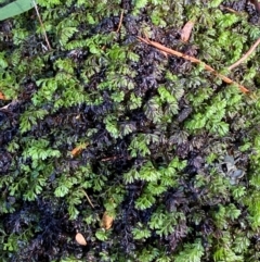 Hymenophyllum cupressiforme (Common Filmy Fern) at Wingecarribee Local Government Area - 3 Mar 2024 by Tapirlord
