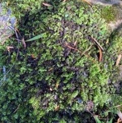 Hymenophyllum cupressiforme at Morton National Park - 3 Mar 2024