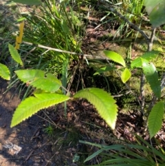 Callicoma serratifolia (Black Wattle, Butterwood, Tdgerruing) at Morton National Park - 3 Mar 2024 by Tapirlord