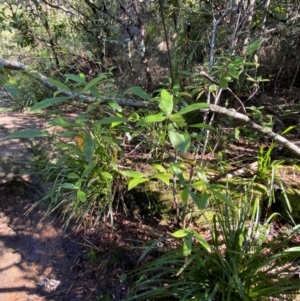 Callicoma serratifolia at Morton National Park - 3 Mar 2024
