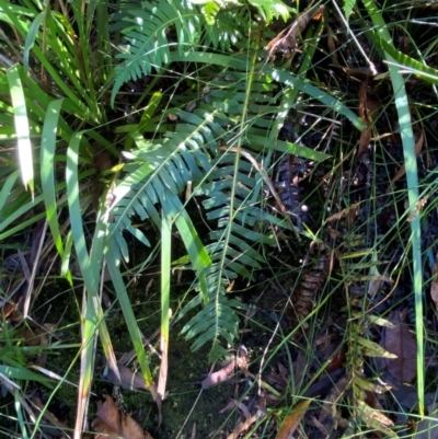 Blechnum nudum (Fishbone Water Fern) at Wingecarribee Local Government Area - 2 Mar 2024 by Tapirlord
