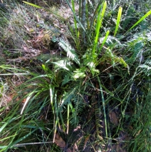 Blechnum nudum at Morton National Park - 3 Mar 2024 09:54 AM