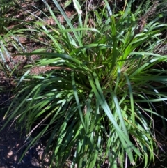 Lomandra longifolia (Spiny-headed Mat-rush, Honey Reed) at Robertson, NSW - 2 Mar 2024 by Tapirlord