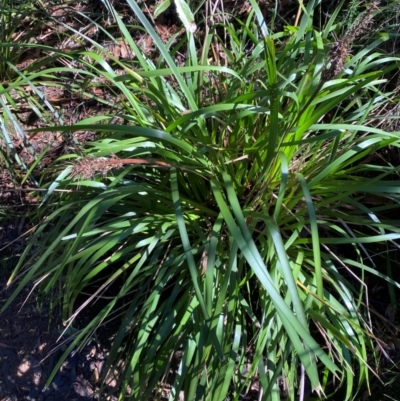 Lomandra longifolia (Spiny-headed Mat-rush, Honey Reed) at Morton National Park - 3 Mar 2024 by Tapirlord