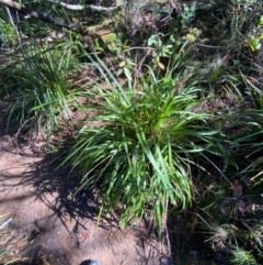 Lomandra longifolia at Morton National Park - 3 Mar 2024