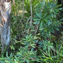 Tristaniopsis laurina (Kanooka, Water Gum) at Morton National Park - 2 Mar 2024 by Tapirlord