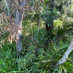 Tristaniopsis laurina at Morton National Park - 3 Mar 2024
