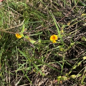 Zornia dyctiocarpa var. dyctiocarpa at Undefined Area - 27 Feb 2024 04:06 PM