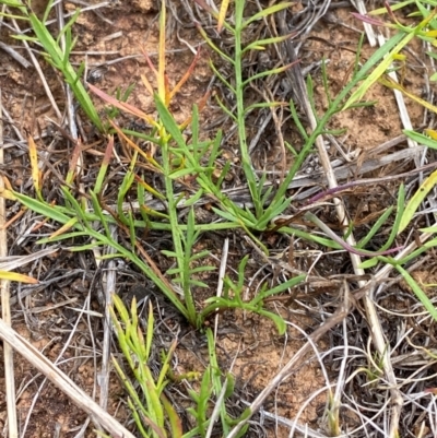 Calotis anthemoides (Chamomile Burr-daisy) at Hume, ACT - 27 Feb 2024 by Tapirlord