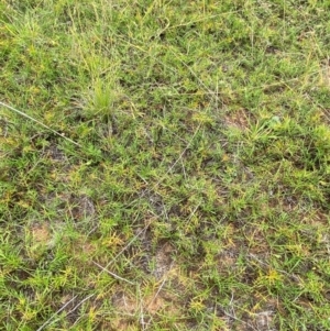 Calotis anthemoides at Jerrabomberra Grassland - 27 Feb 2024