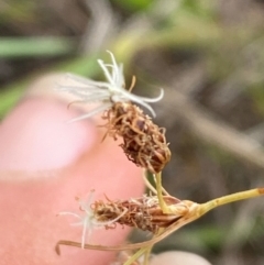 Fimbristylis dichotoma (A Sedge) at Jerrabomberra Grassland - 27 Feb 2024 by Tapirlord