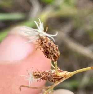 Fimbristylis dichotoma at Jerrabomberra Grassland - 27 Feb 2024 01:14 PM