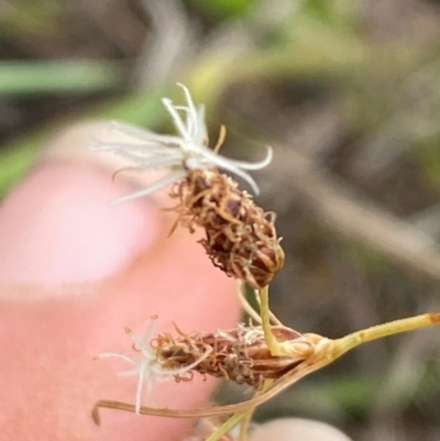 Fimbristylis dichotoma (A Sedge) at Hume, ACT - 27 Feb 2024 by Tapirlord