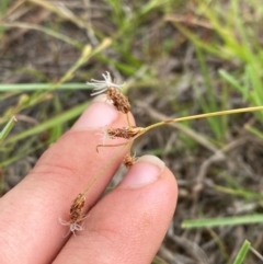 Fimbristylis dichotoma at Jerrabomberra Grassland - 27 Feb 2024