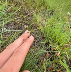 Fimbristylis dichotoma at Jerrabomberra Grassland - 27 Feb 2024