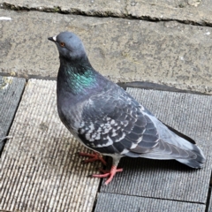 Columba livia (Rock Dove (Feral Pigeon)) at Sydney, NSW - 3 May 2024 by MatthewFrawley