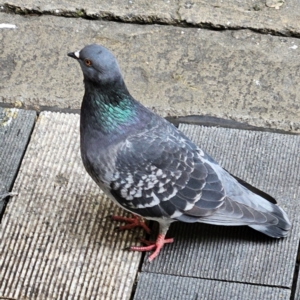 Columba livia at Sydney, NSW - 4 May 2024 09:42 AM