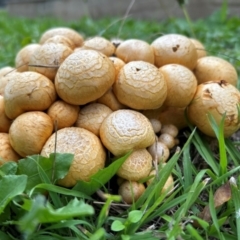 Gymnopilus junonius at Higgins, ACT - 4 May 2024 03:22 PM