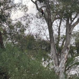 Alisterus scapularis (Australian King-Parrot) at suppressed by Jillw