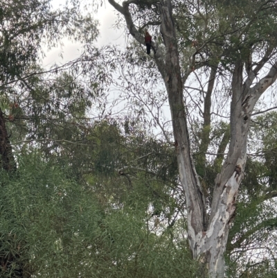 Alisterus scapularis (Australian King-Parrot) at suppressed - 23 Mar 2024 by Jillw