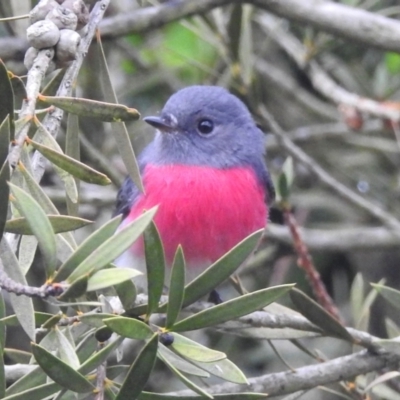 Petroica rosea (Rose Robin) at Burradoo - 3 May 2024 by GlossyGal