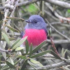 Petroica rosea (Rose Robin) at Burradoo, NSW - 3 May 2024 by GlossyGal