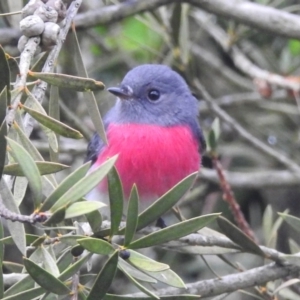 Petroica rosea (Rose Robin) at suppressed by GlossyGal